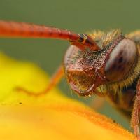 Nomada Bee 1 